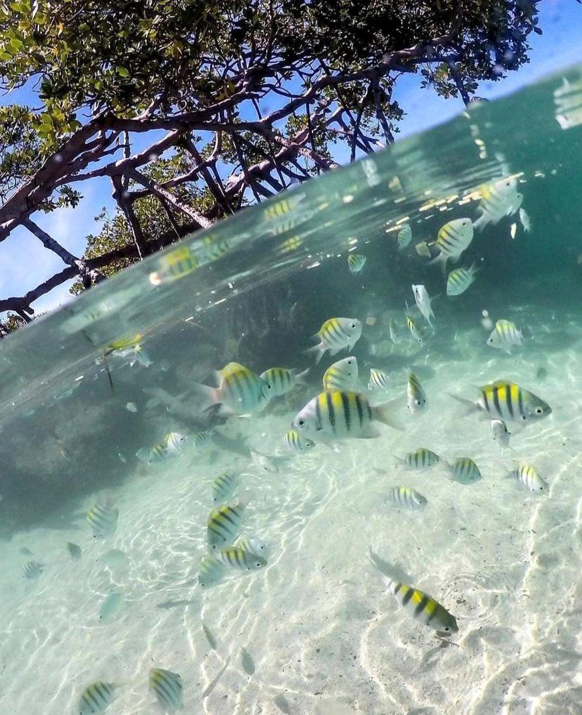 Fotografía cedida por Alex Forestier de una imagen tomada en Cayo Aurora, Guánica, donde se aprecian decenas de peces de colores. (EFE)