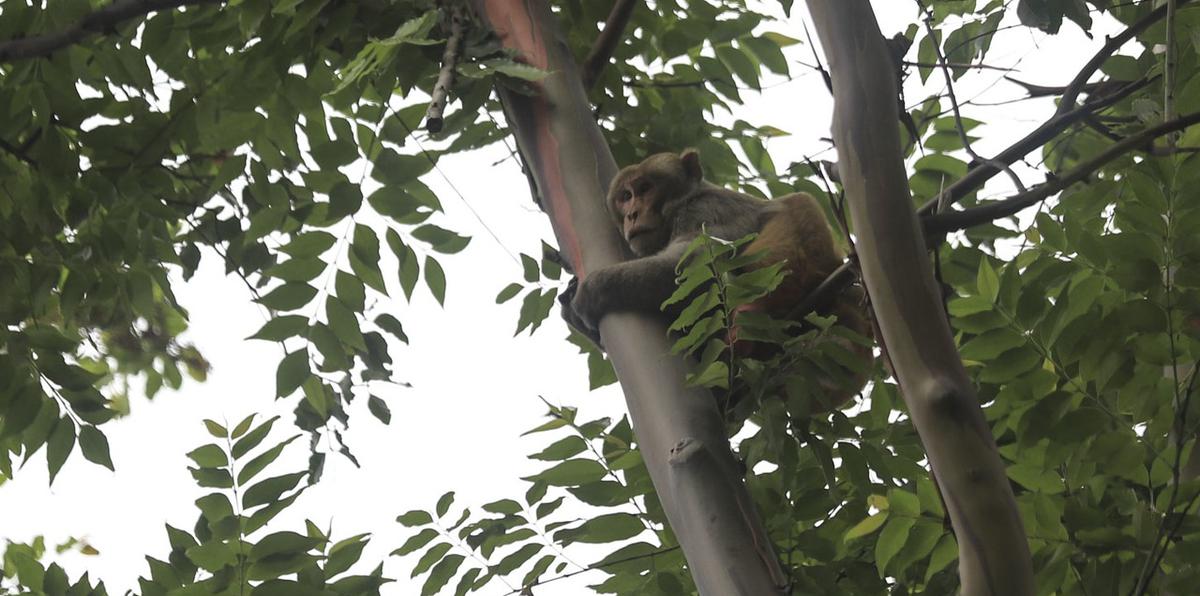 Así es el operativo para atrapar a un mono en Santurce