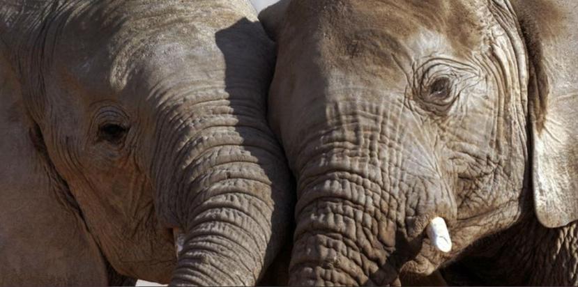 Muchas especies de animales como los elefantes estarían en riesgo de desaparecer si continúa el aumento de la temperatura global. (www.worldwildlife.org)