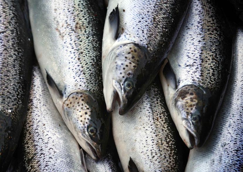 Salmones del Atlántico de criaderos mientras son colocados en un bote pesquero en Eastport, Maine. (AP)