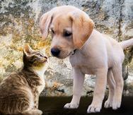 Se estima que una perra o gata pueden tener entre 8 y 10 cachorros al año.