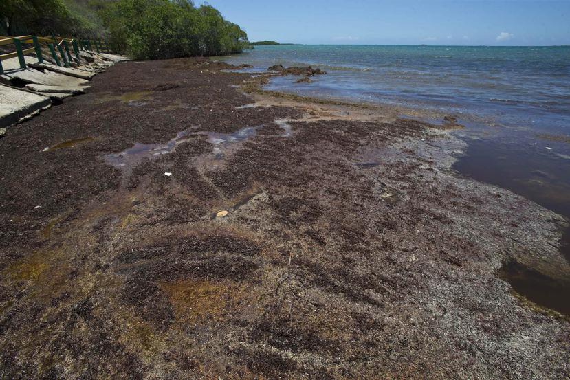 En algunos lugares la capa de algas sobre el agua luce como suelo firme. (Archivo / GFR Media)