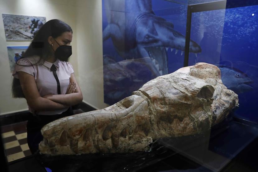 Un fósil marino casi completo de "Babilosaurio de Ocucaje", uno de las mayores cetáceos que se conocen, es presentado en el museo de Historia Natural en Lima, después de haber permanecido entre las rocas del desierto del sur de Perú durante 36 millones de años.