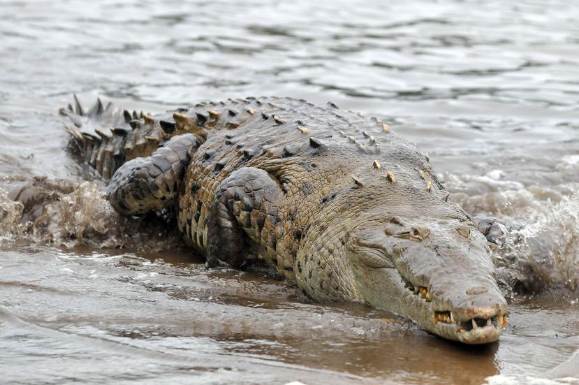 Capturan un enorme cocodrilo de casi 10 pies en México. (EFE)