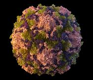 Esta ilustración de 2014 proporcionada por los Centros para el Control y la Prevención de Enfermedades muestra una partícula del virus de la poliomielitis.