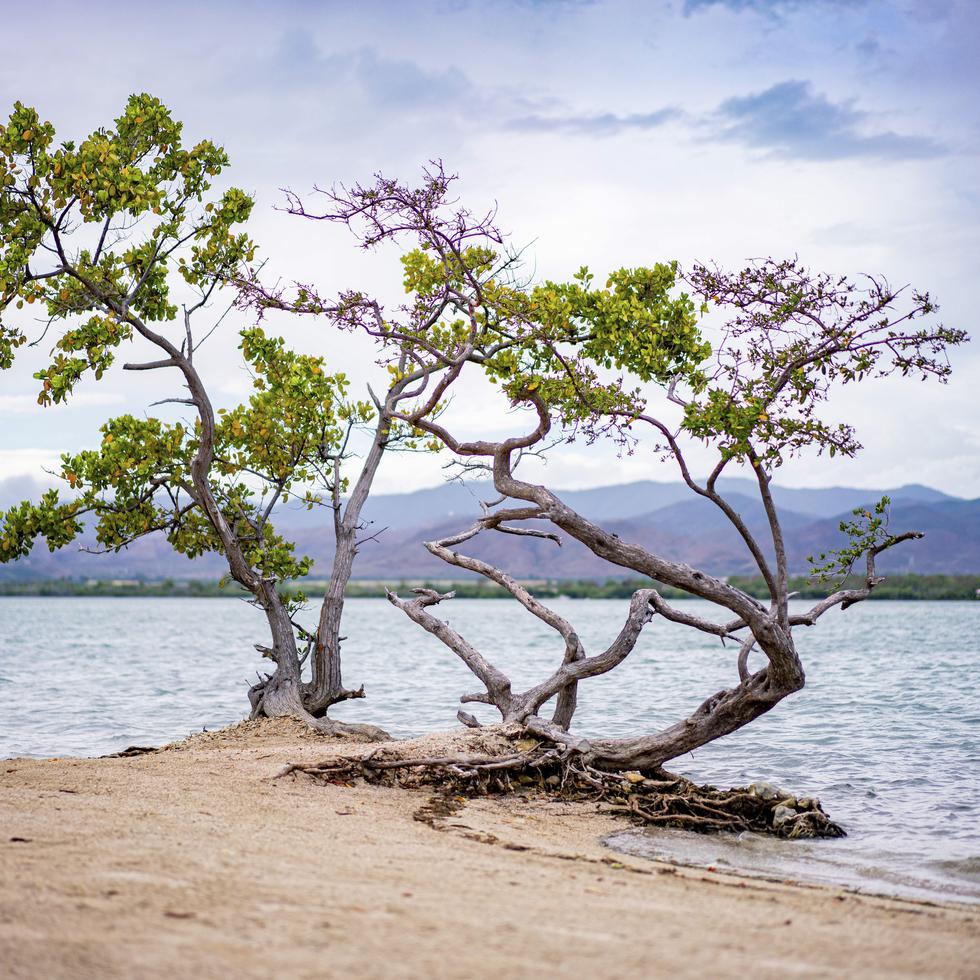 Los mangles, además, toleran altos niveles de salinidad (sal en el agua). La madera del mangle rojo no se pudre en el agua, por lo que indígenas lo utilizan para la fabricación de canoas.