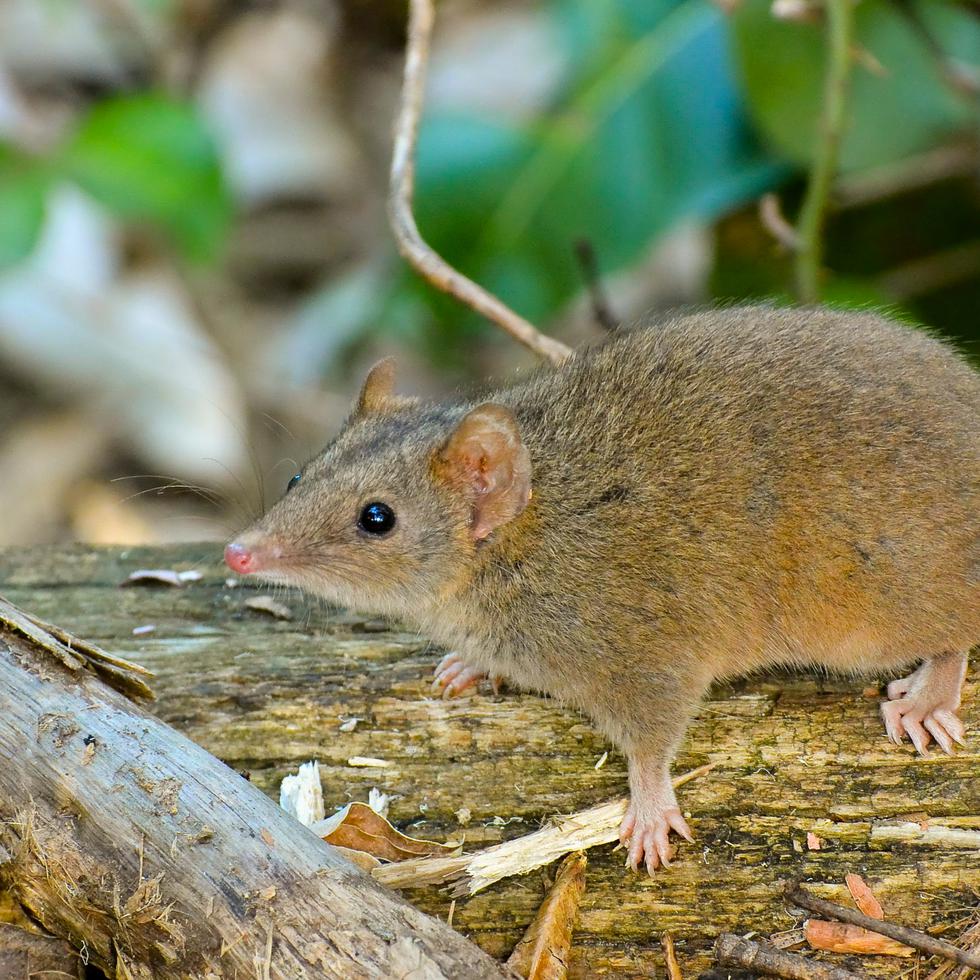 Un equipo de investigadores ha descubierto un pequeño marsupial australiano llamado antechinus.