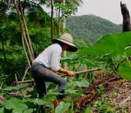 Este largometraje muestra la vida de tres agricultores locales (Stephanie Rodríguez Ocasio, Ian Pagán Roig y Alfredo Aponte Zayas) que buscan vivir del trabajo agrícola y potenciar la producción local fortaleciendo así la soberanía alimentaria del país.