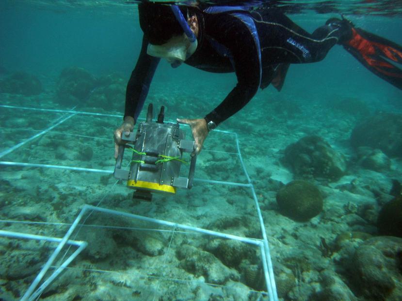 El biólogo marino y oceanógrafo Juan Luis Torres Pérez tomando medidas espectrales de organismos marinos en La Parguera. (Suministrada)