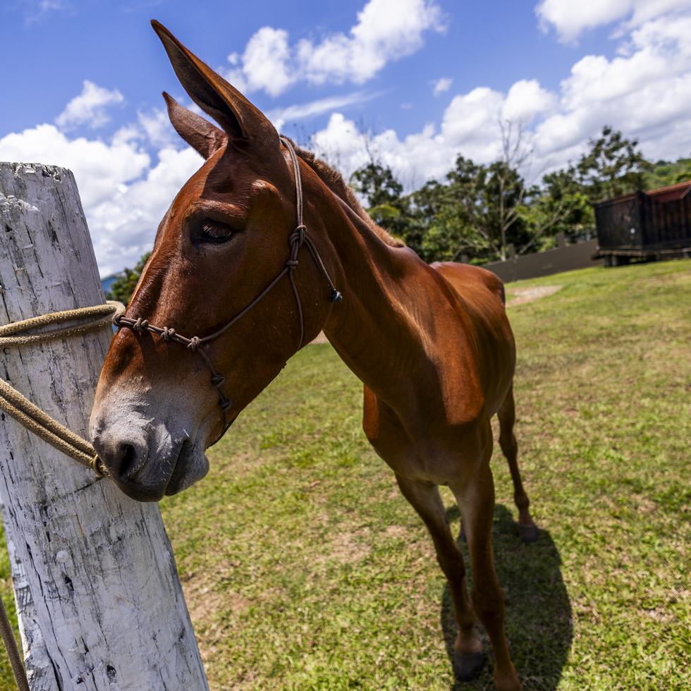 “Junqueño”, de seis años, es un cruce de un burro mamut y una yegua fina.