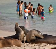 Las Islas Galápagos son un patrimonio cultural de la Unesco. (Archivo)