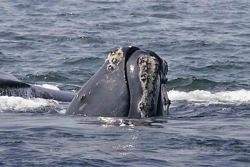 Las ballenas francas del Atlántico Norte se encuentran entre los mamíferos marinos más raros del mundo y han soportado un año letal. (The Associated Press)
