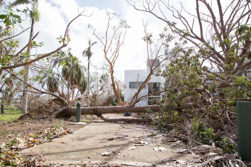 La presentación se enfocará en describir las condiciones en Puerto Rico antes de los huracanes Irma y María y los efectos de las tormentas en los sectores más vulnerables de la población.