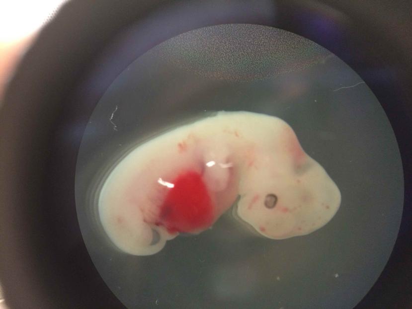 Investigadores lograron cultivar células humanas en embriones de cerdos. (The Associated Press)