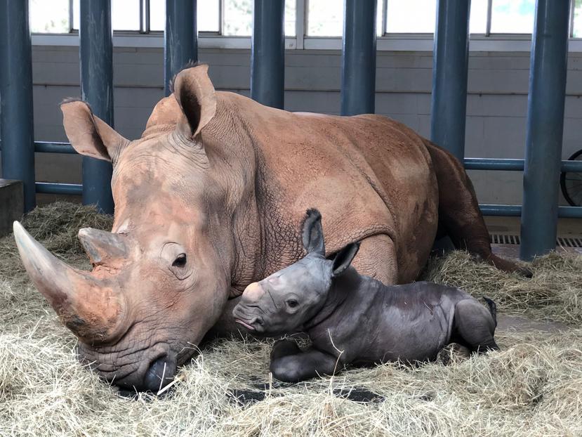 La rinoceronte Kendi dio a luz a un bebé varón que pesa 150 libras.