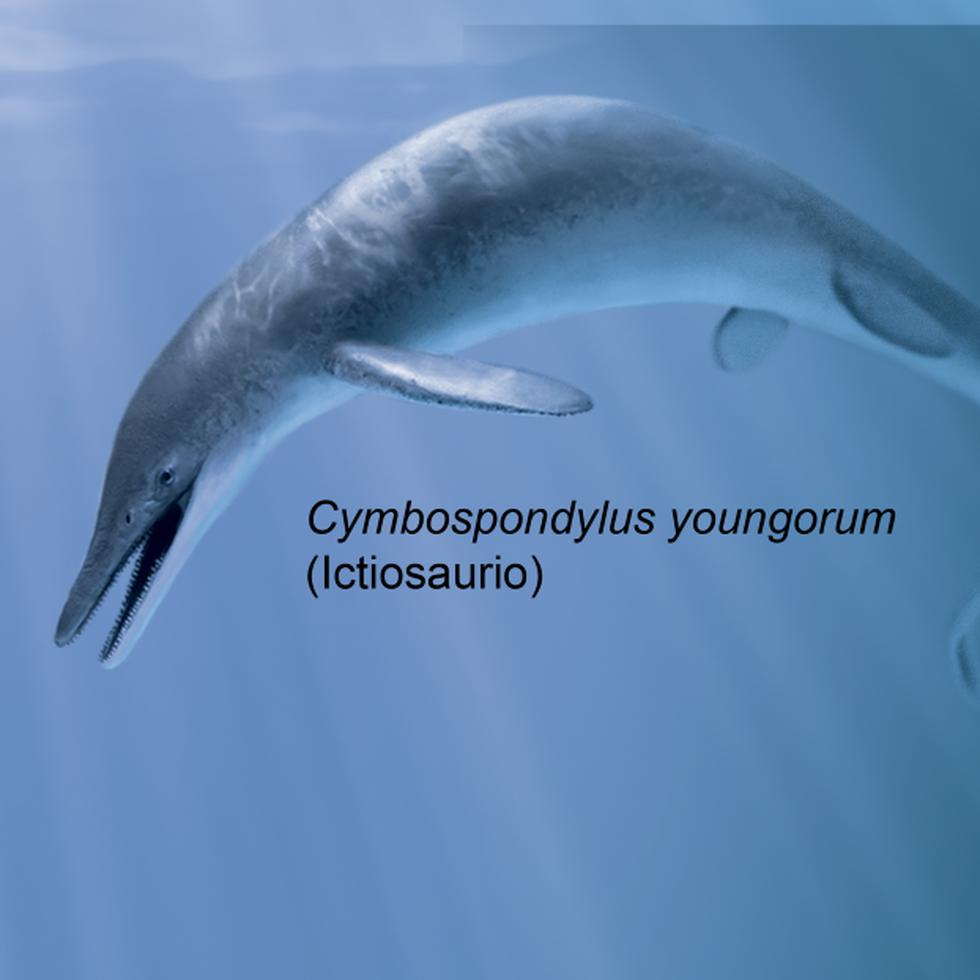 Comparación de tamaño 
entre una ballena cachalote, una persona 
y la nueva especie de ictiosaurio
Fuente: Ciencia Puerto Rico