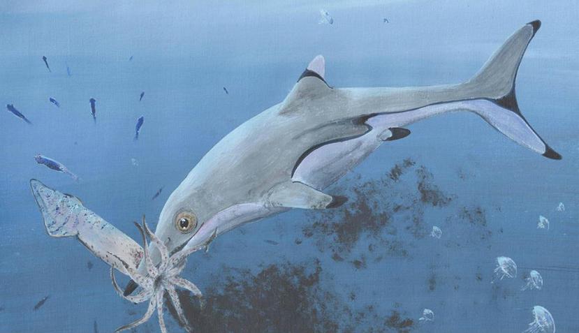 Se sabe que esta criatura se alimentaba de peces, calamares y probablemente otros animales marinos de su tipo. (Julian Kiely / University of Manchester)
