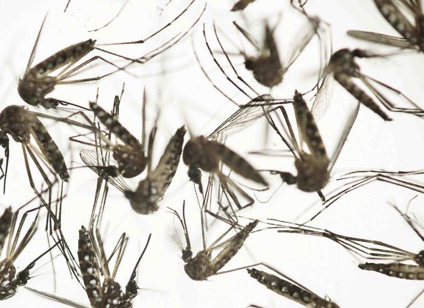El mosquito Aedes Aegypti puede transmitir los virus que causan el zika, dengue, chikungunya y la fiebre amarilla. (GFR Media)