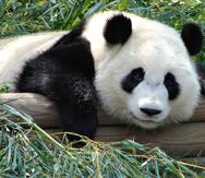 El oso panda gigante se llama Cheng Jiu. (GFR Media)