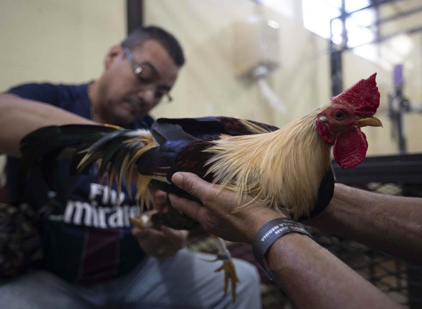 El Club Gallístico San Juan es uno de los que se verá afectado con la entrada en vigor de la prohibición de la industria de los gallos.