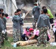 40 tigres fueron sedados y sacados del sitio en dos días. (AP)