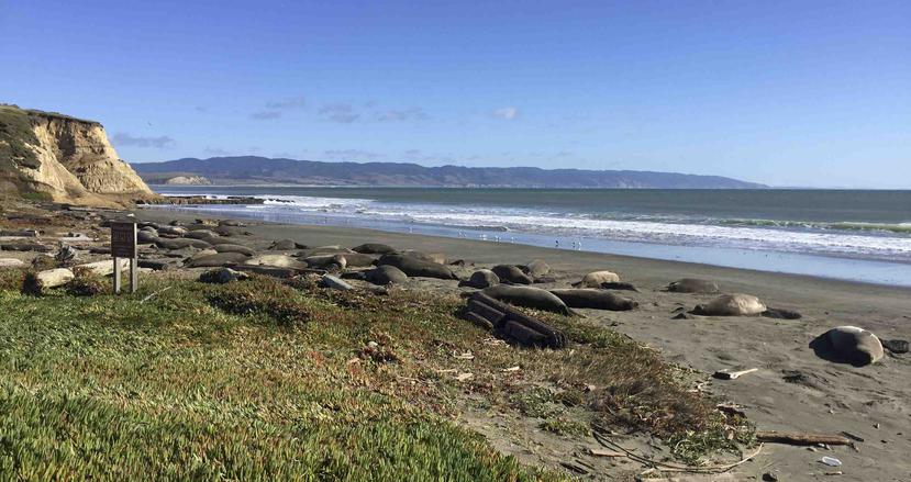 Colonia de focas elefante que invadió una playa en el norte de California. (AP)