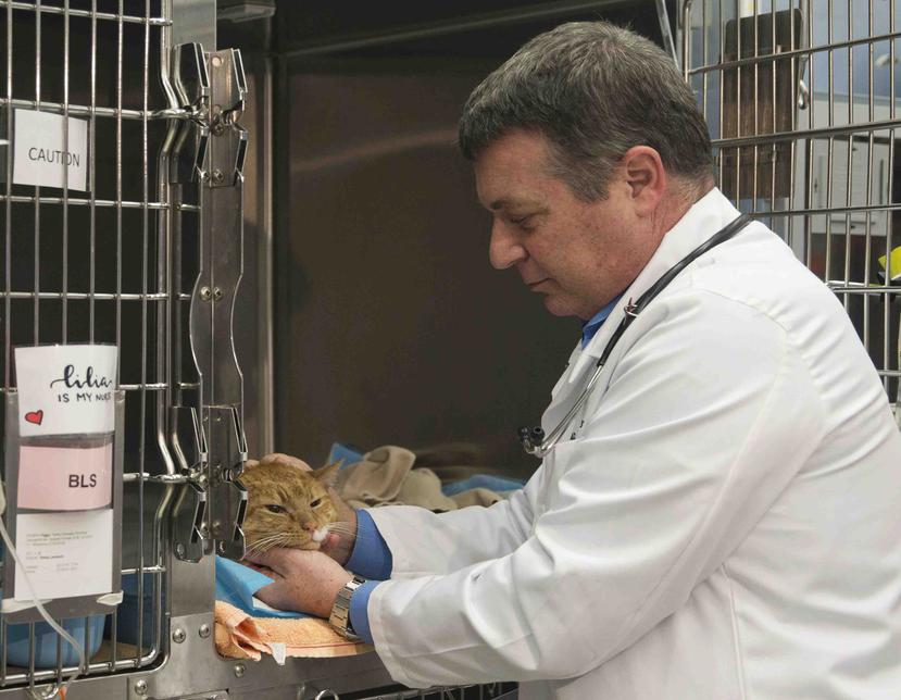 Richard Goldstein, médico en jefe del Centro Médico para Animales. (AP)