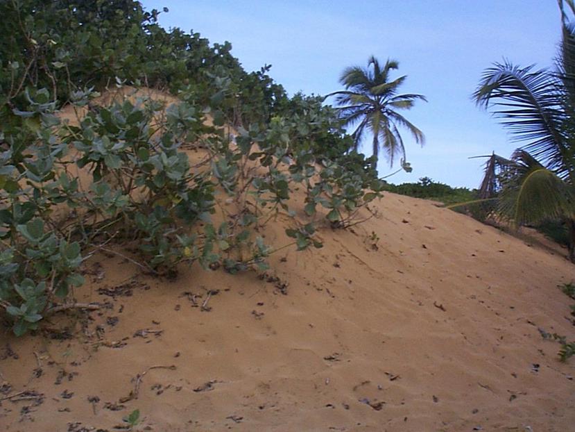 Las dunas con vegetación resistieron mejor el embate del huracán María el pasado 20 de septiembre.