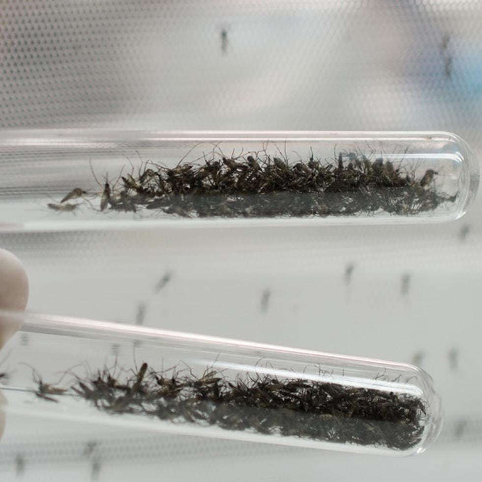Si lo pensamos bien, muchas epidemias de enfermedades transmitidas por mosquitos, como la malaria o el Virus del Nilo Occidental, se han dado durante sequías. (Shutterstock)