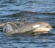 Tl'uk es una ballena asesina de un tono grisáceo que se vio por primera vez en noviembre de 2018 (Facebook/ Island Adventures Whale Watching).