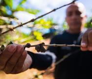 El agente agrícola David Martínez muestra la pudrición de los granos de café en la finca Samara, en Adjuntas, donde se perdió el 70% de la cosecha.