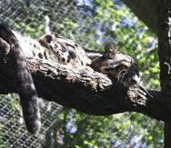 En esta fotografía sin fecha proporcionada por el zoológico de Dallas se muestra a la leoparda nublada llamada Nova descansando en una rama en el zoológico de Dallas. (Dallas Zoo vía AP)