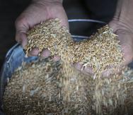 ARCHIVO - El granjero ucraniano Serhiy muestra sus granos en su granja en la aldea de Ptyche, en la región oriental de Donetsk, el 12 de junio del 2022. La guerra de Rusia en Ucrania está impidiendo que granos dejen el “granero del mundo” y hacer los alimentos más caros en todo el mundo, amenazando con empeorar las escaseces, el hambre y la inestabilidad política en países en desarrollo. (AP Foto/Efrem Lukatsky)