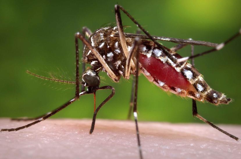 El virus del zika se transmite a través de la picada del mosquito Aedes aegypti y a través del contacto sexual con una persona infectada.
