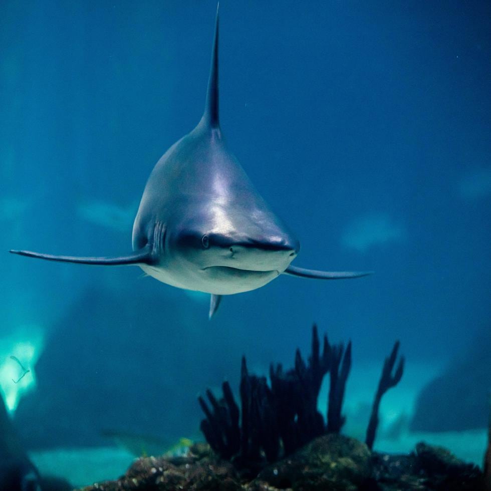 El adolescente fue atacado por un tiburón nodriza, una especie que no suele ser agresiva.