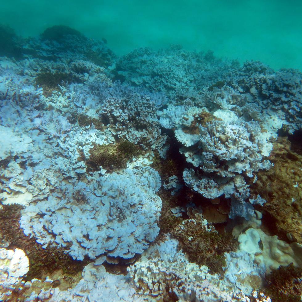 En 2005, se registró una pérdida de más del 60% del coral vivo en diversos arrecifes del archipiélago. (Archivo)