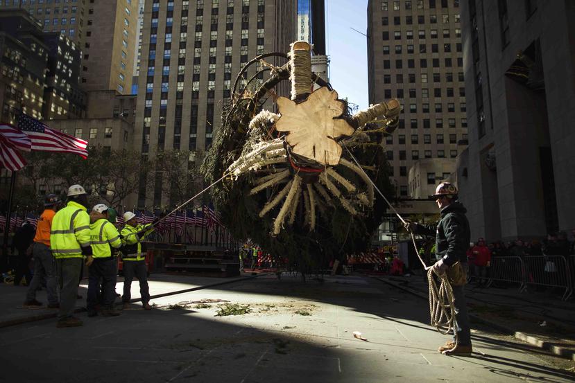 Una grúa levanta el árbol de Navidad del Rockefeller Center para colocarlo en el Rockefeller Plaza, en Nueva York, el sábado 11 de noviembre del 2017. (AP)