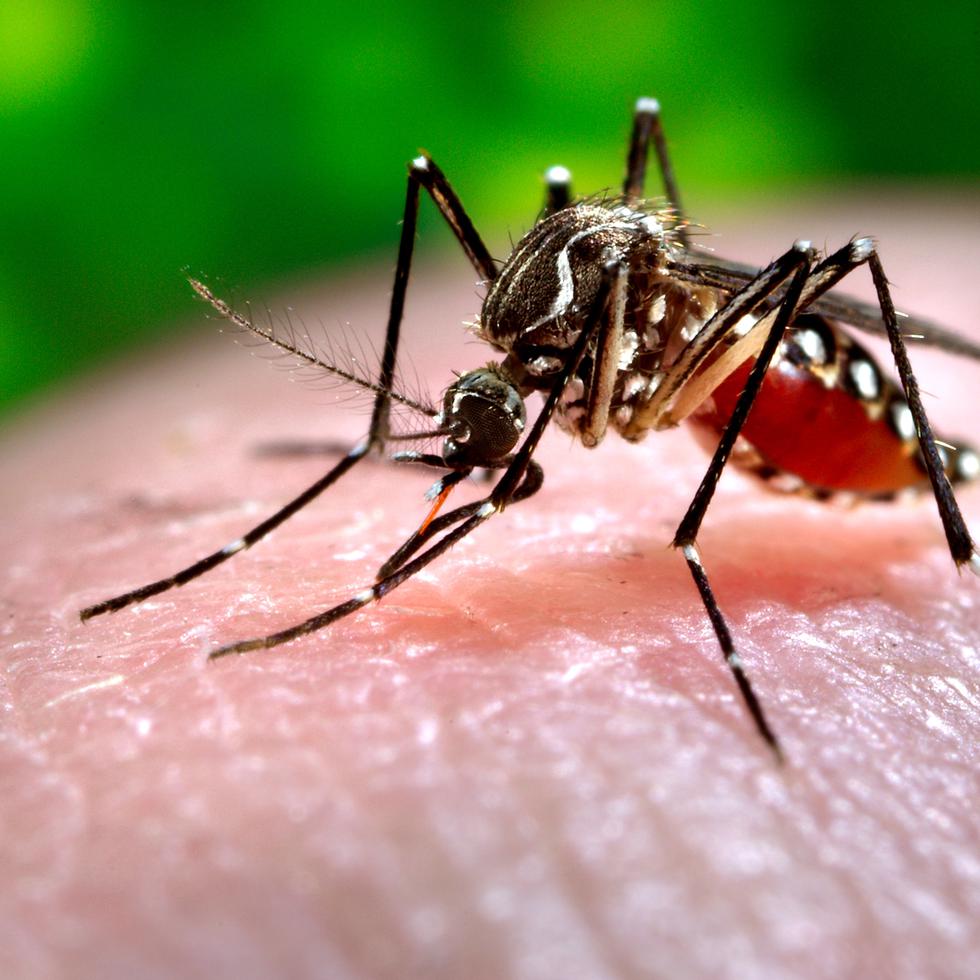 El mosquito que transmite el dengue, “Aedes aegypti”, circula en Puerto Rico.
