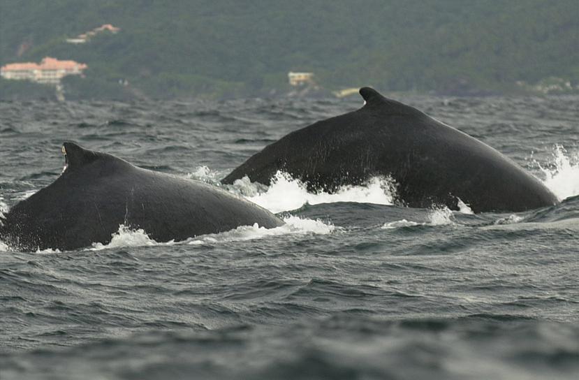 La Ley de Observación de Ballenas establece que la distancia mínima para observar a las ballenas ha de ser de al menos cien metros. (Archivo / GFR Media)