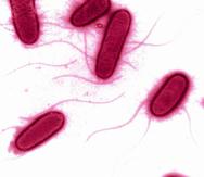 Los cultivos de E. coli y levadura se produjeron con normalidad. (GFR Media)