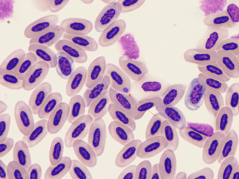 Plasmodium, detectado en glóbulos rojos de la reinita en Puerto Rico, es un género de parásito asociado con la malaria aviar