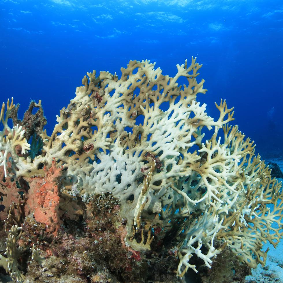 Un ejemplo de un arrecife de coral durante un proceso de blanqueamiento.