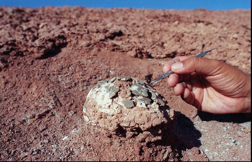 Imagen de archivo de un científico que halló un huevo de dinosaurio en Patagonia, Argentina. (AP)