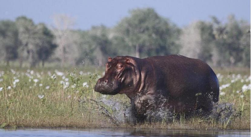 Tras la muerte del capo y la extinción de dominio de sus propiedades, los hipopótamos escaparon y se procrearon sin ningún control. (AP / Archivo)