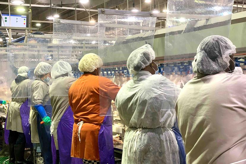 Un grupo de trabajadores usa cubrebocas y divisores de plástico en la planta procesadora de pollo y pavo en Camilla, Georgia. (Tyson Foods vía AP)
