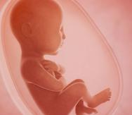 En el Reino Unido, los embriones humanos solo están disponibles para el estudio cuando tienen menos de catorce días. (Shutterstock)