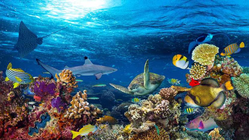Paisaje submarino de arrecifes de coral. (Shutterstock)
