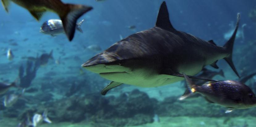 Los tiburones más agresivos son el tiburón toro y el tiburón tigre. (sharks-world.com/bull_shark)
