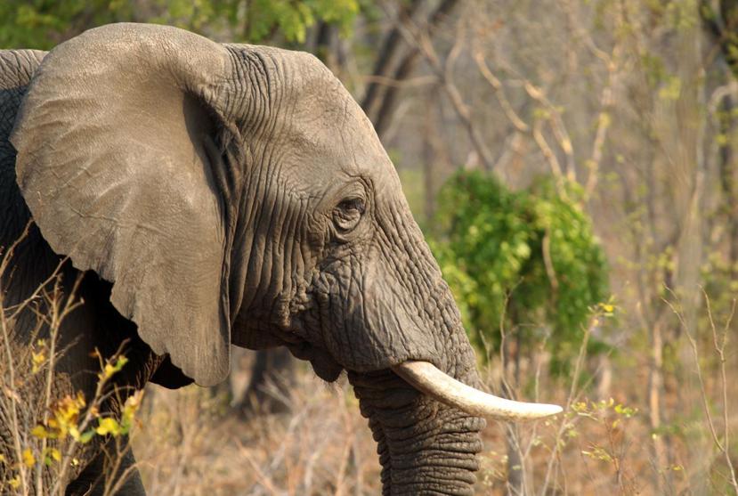 Tres elefantes fueron envenenados en el Parque Nacional de Matusadona. (AP)