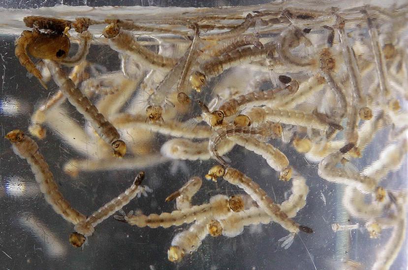 Para elaborar el estudio, los científicos analizaron el ADN de 8,000 larvas de mosquitos de 50 especies distintas recolectadas en bosques "muy perturbados". (Archivo / GFR Media)